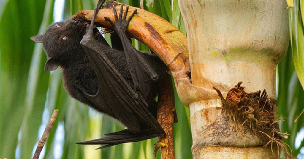 ভারতে নিপা ভাইরাসের প্রাদুর্ভাব: এশিয়ার বিমানবন্দরগুলোতে সতর্কতা জারি